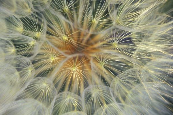 USA, Pennsylvania Dandelion seedhead close-up